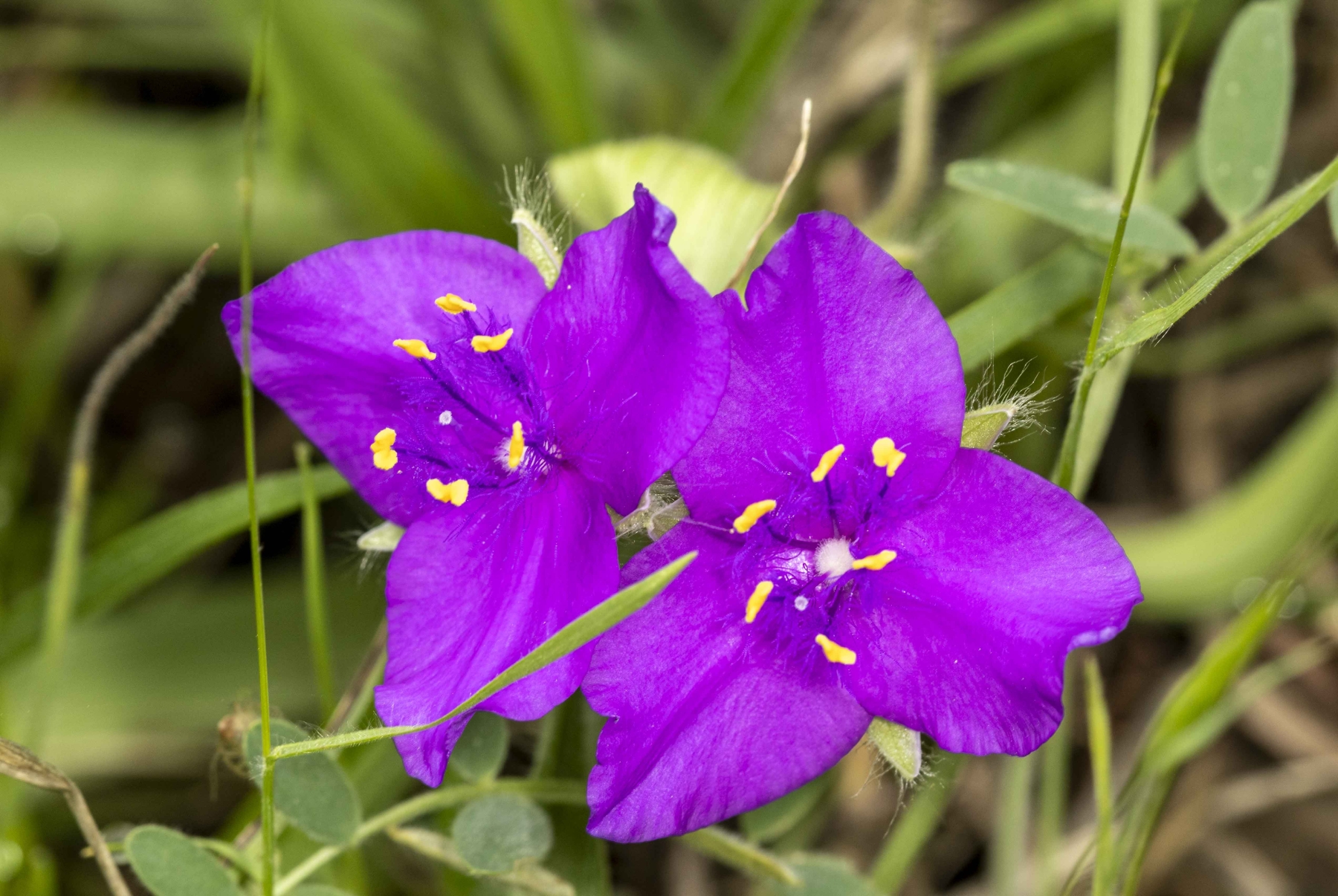 /gallery/north_america/USA/Texas/ladybird wc/Spiderwort March 2025-002_med.jpg
